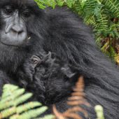  Mother and Baby (Congo)